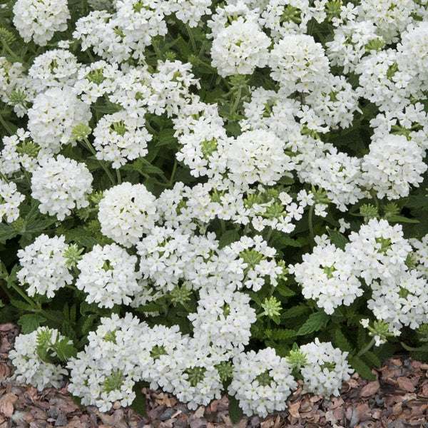 Verbena hybrida 'Scentsation White'