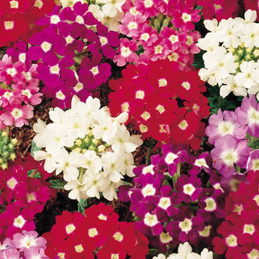 Verbena hybrida 'Sparkles Mixed'