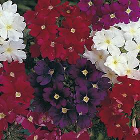 Verbena hybrida 'Sparkles Mixed'