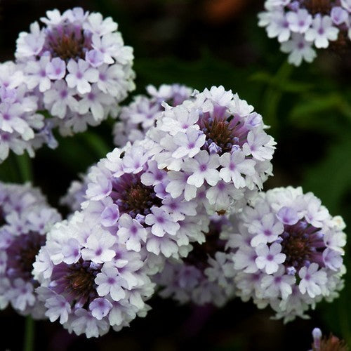 Verbena rigida 'Polaris'