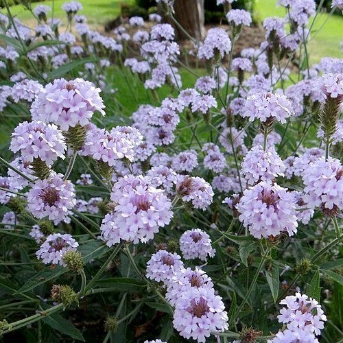 Verbena rigida 'Polaris'