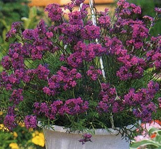 Verbena speciosa 'Imagination'