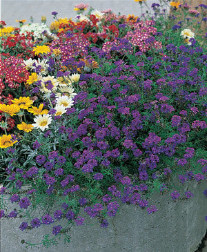 Verbena speciosa 'Imagination'