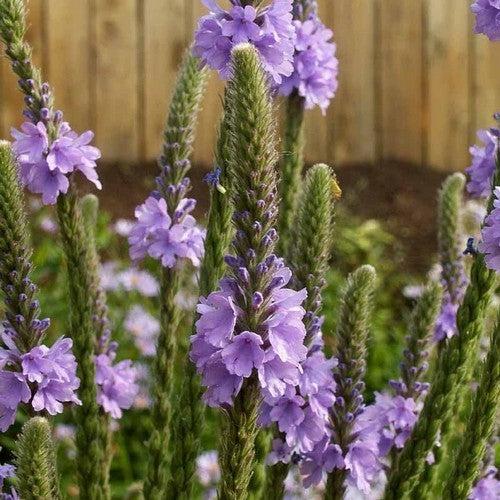 Verbena stricta