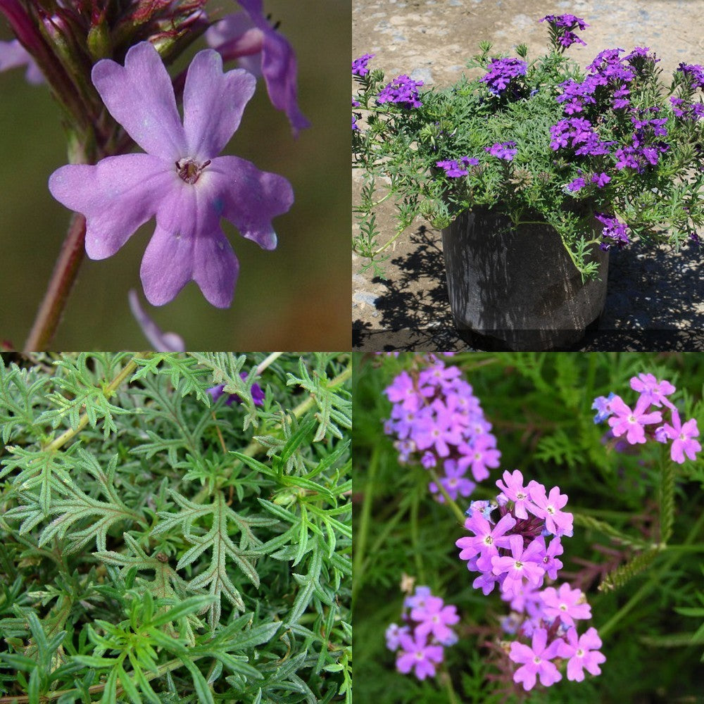 Verbena tenuisecta