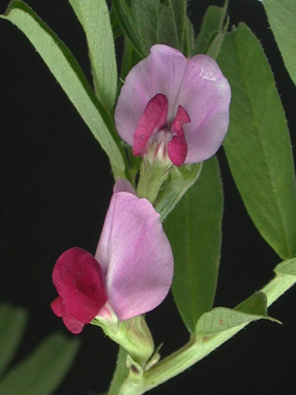 Vicia sativa