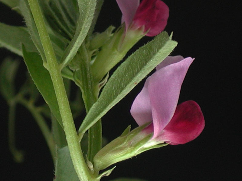 Vicia sativa