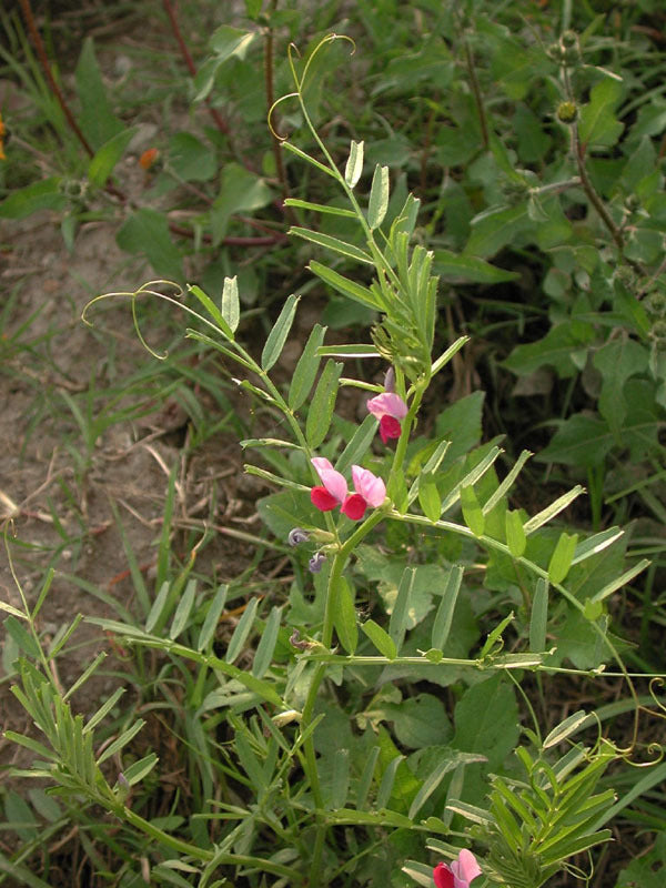 Vicia sativa
