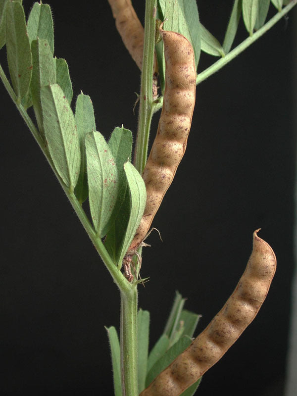 Vicia sativa