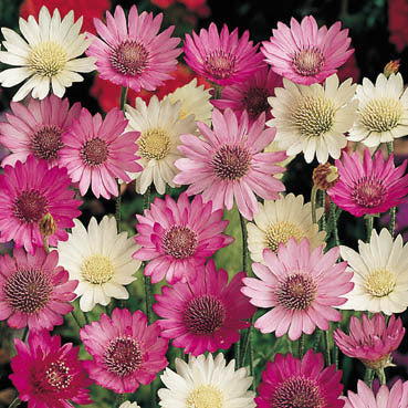Xeranthemum annuum 'Lumina Mixed'