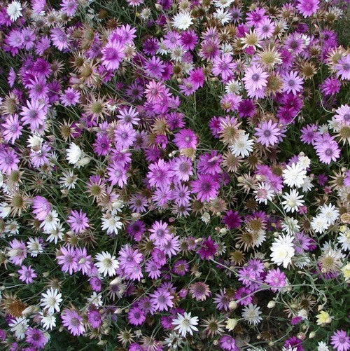 Xeranthemum annuum 'Lumina Mixed'