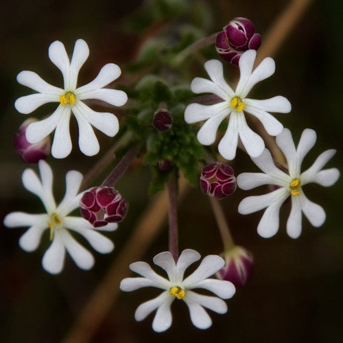 Zaluzianskya capensis 'Midnight Candy'