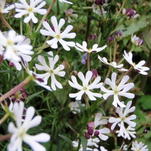 Zaluzianskya capensis 'Midnight Candy'