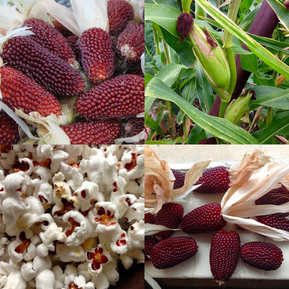 Zea mays var. gracillima 'Aardbei Maïs' / 'Strawberry'