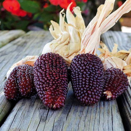 Zea mays var. gracillima 'Aardbei Maïs' / 'Strawberry'