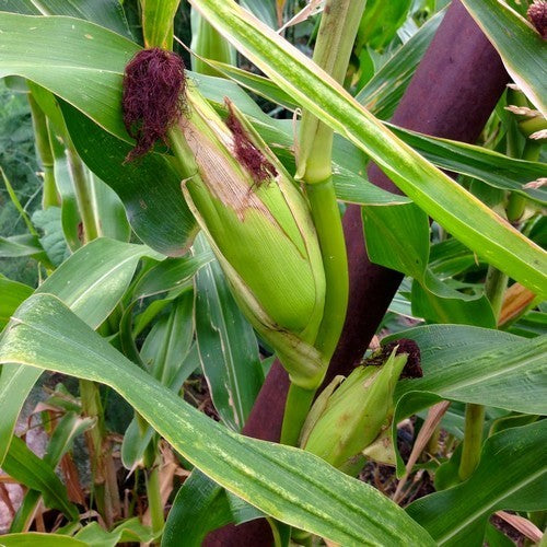 Zea mays var. gracillima 'Aardbei Maïs' / 'Strawberry'