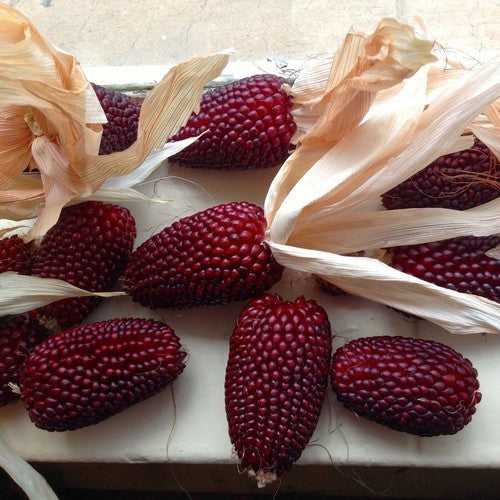Zea mays var. gracillima 'Aardbei Maïs' / 'Strawberry'