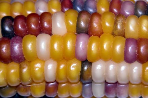 Zea mays 'American Way' / 'Multicolour' / 'Amero'
