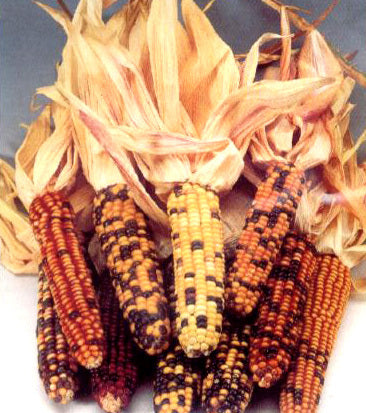 Zea mays 'American Way' / 'Multicolour' / 'Amero'