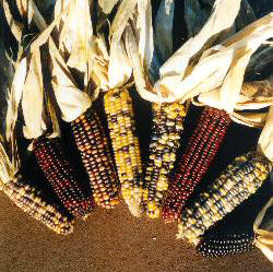 Zea mays 'American Way' / 'Multicolour' / 'Amero'