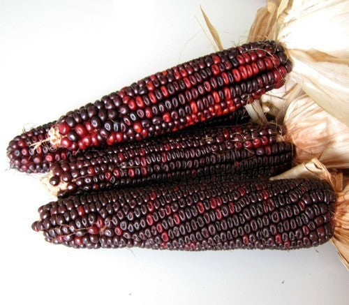 Zea mays 'Bloody Butcher'