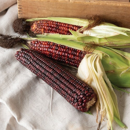 Zea mays 'Bloody Butcher'