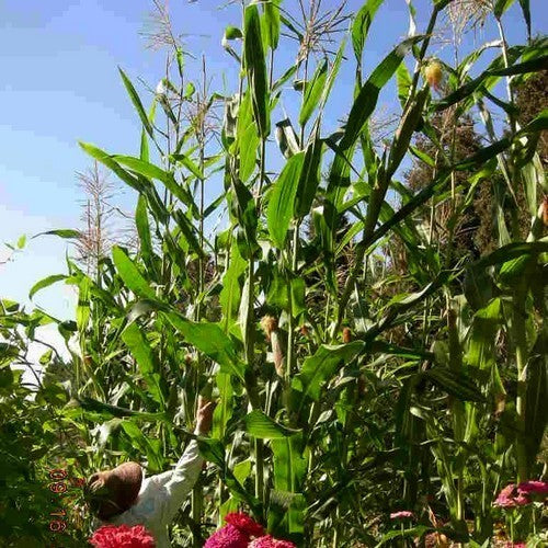Zea mays 'Bloody Butcher'