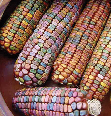 Zea mays ‘Earth Tones Dent Corn’