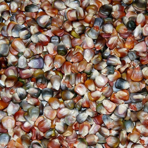 Zea mays ‘Earth Tones Dent Corn’