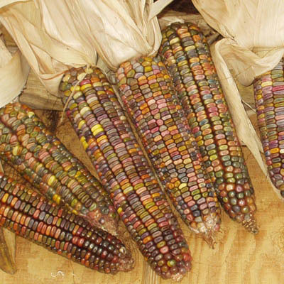Zea mays ‘Earth Tones Dent Corn’