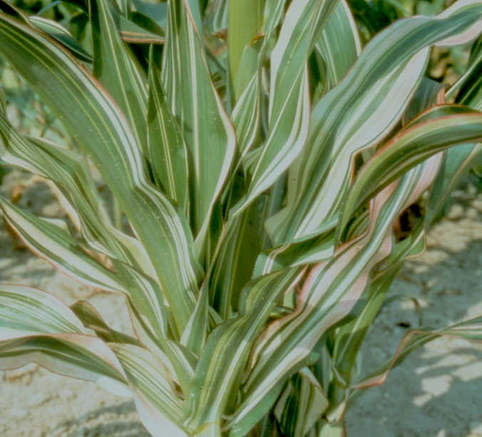 Zea japonica 'Variegata' / 'Stars and Stripes'