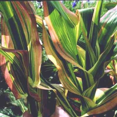 Zea japonica 'Variegata' / 'Stars and Stripes'