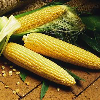 Zea mays 'Robust' F1