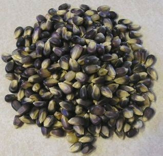 Zea mays 'Shaman'S Blue''