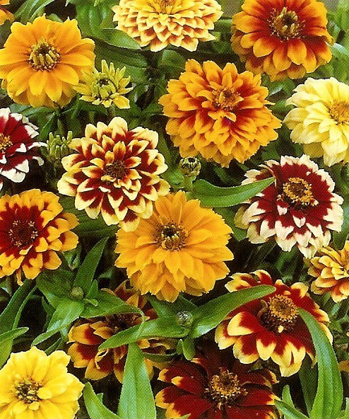 Zinnia haageana 'Persian Carpet'