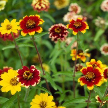 Zinnia haageana 'Persian Carpet'