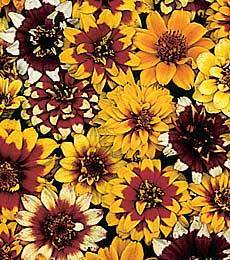 Zinnia haageana 'Persian Carpet'