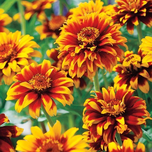Zinnia haageana 'Old Mexico'