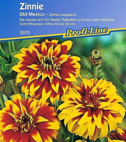 Zinnia haageana 'Old Mexico'