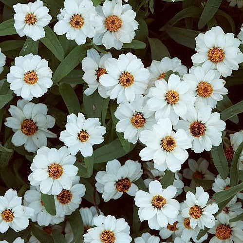 Zinnia linearis 'Crystal White' / 'Tropic Snow'
