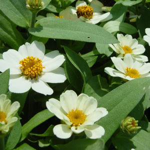 Zinnia linearis 'Crystal White' / 'Tropic Snow'