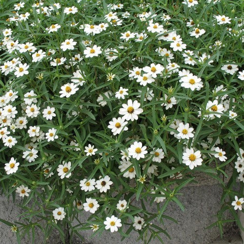 Zinnia linearis 'Crystal White' / 'Tropic Snow'