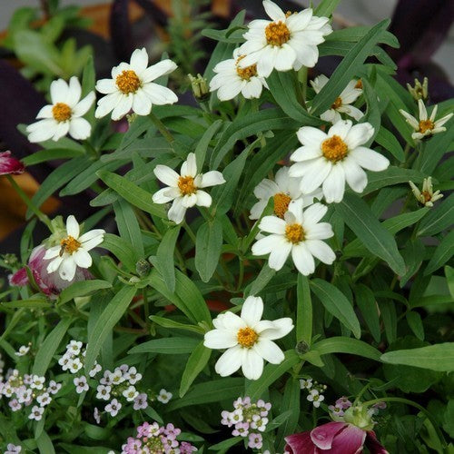 Zinnia linearis 'Crystal White' / 'Tropic Snow'