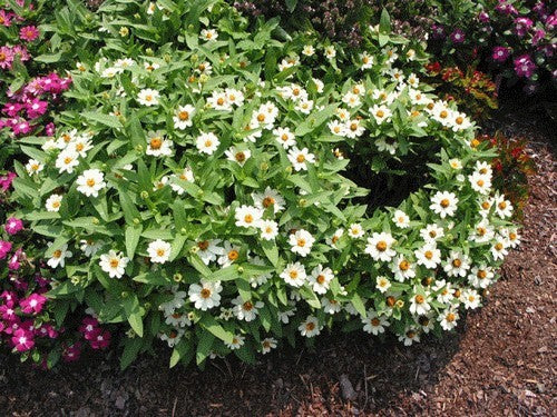 Zinnia linearis 'Crystal White' / 'Tropic Snow'