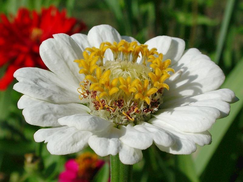 Zinnia linearis 'Crystal White' / 'Tropic Snow'