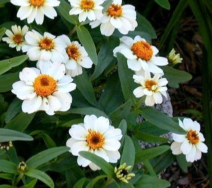 Zinnia linearis 'Crystal White' / 'Tropic Snow'
