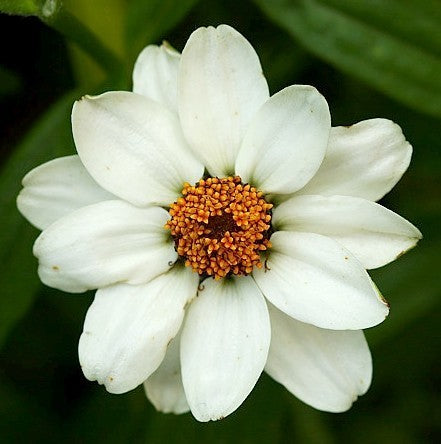 Zinnia linearis 'Crystal White' / 'Tropic Snow'