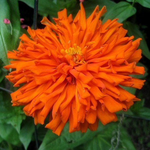 Zinnia elegans 'Aztec Orange'