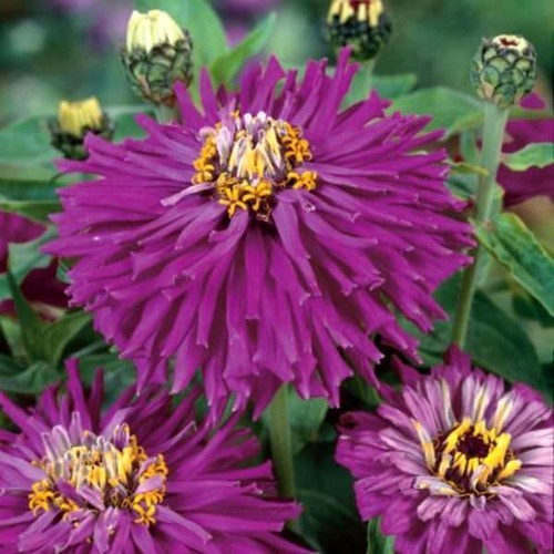 Zinnia elegans 'Emperor Lilac'