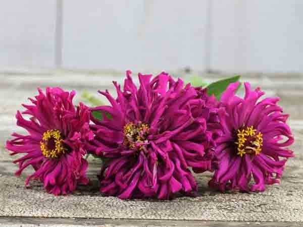 Zinnia elegans 'Emperor Lilac'